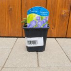 Zvonček (Campanula carpatica) ´CARILLON BLUE´ - kont. P9